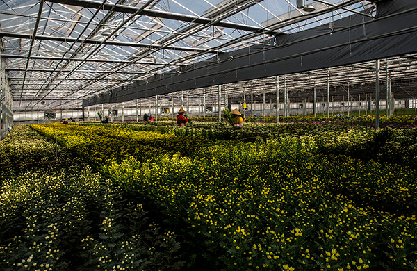 菊花茶种苗繁育基地