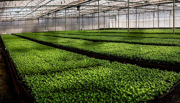 菊花茶种苗繁育基地