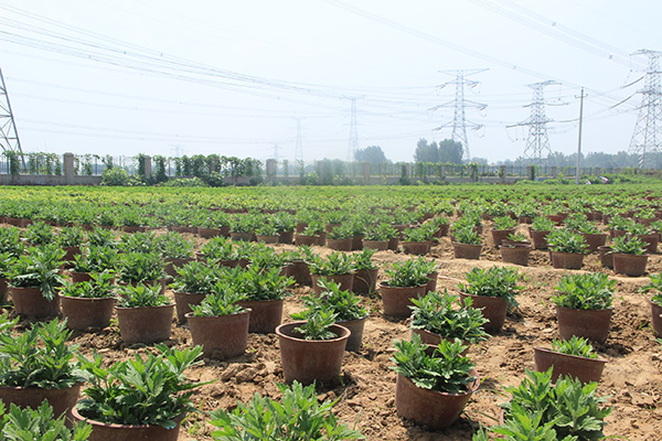 菊花茶种苗繁育基地