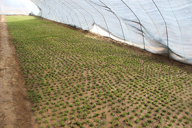 菊花茶种苗繁育基地