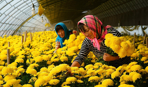 菊花茶人工采摘现场